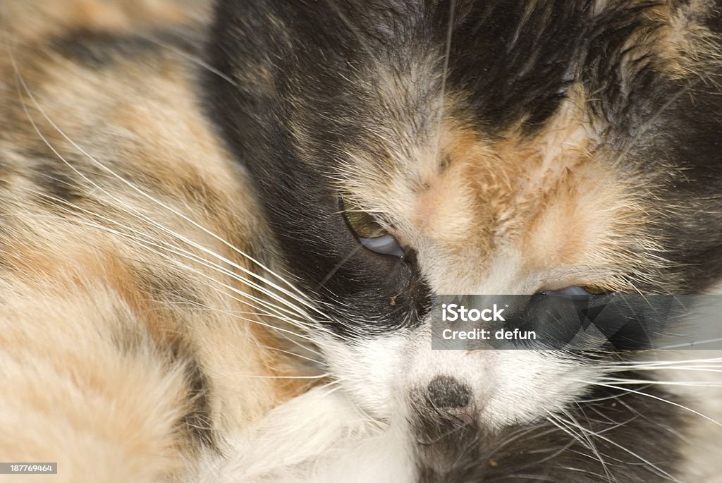 cat baby animal cat baby close up Animal Stock Photo