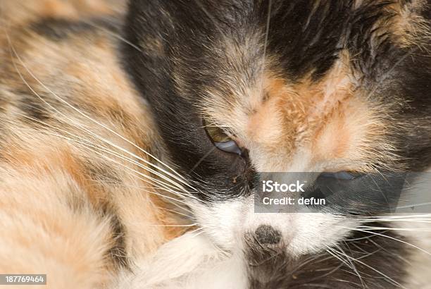 Cat Baby Stock Photo - Download Image Now - Animal, Animal Body Part, Animal Eye