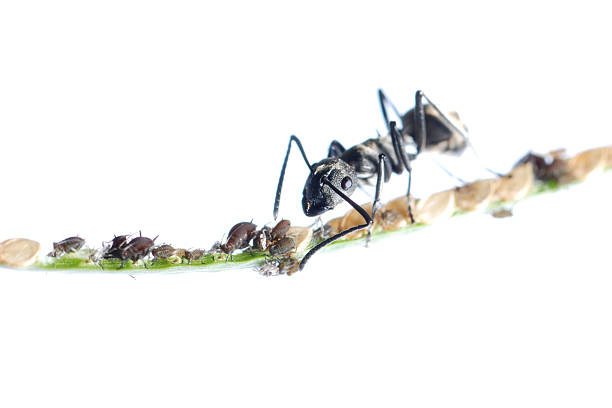 istock ant and aphid symbiosis 187769475