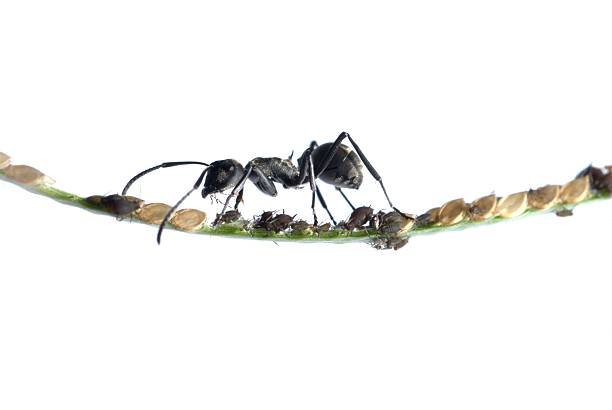 istock ant and aphid symbiosis 187769479