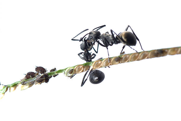 istock ant and aphid symbiosis 187769480
