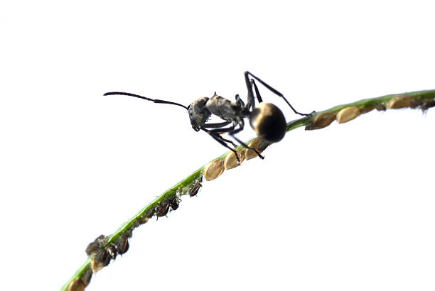 istock ant and aphid symbiosis 187769485
