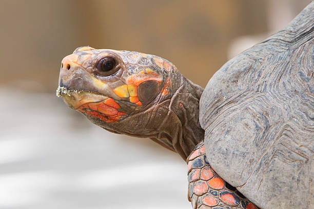 istock Cherry head red foot tortoise 187769495