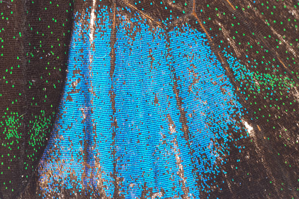 istock butterfly wing detail texture 187771213