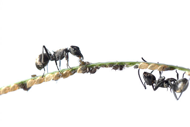 istock ant and aphid symbiosis 187771257
