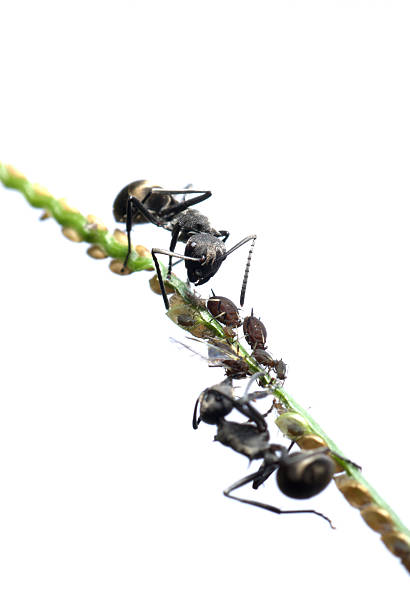 istock ant and aphid symbiosis 187771259