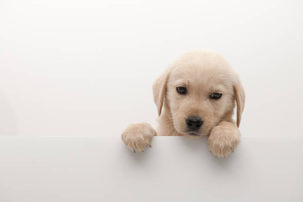 istock dog above banner 187771366