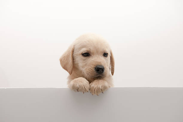 istock dog above banner 187771373