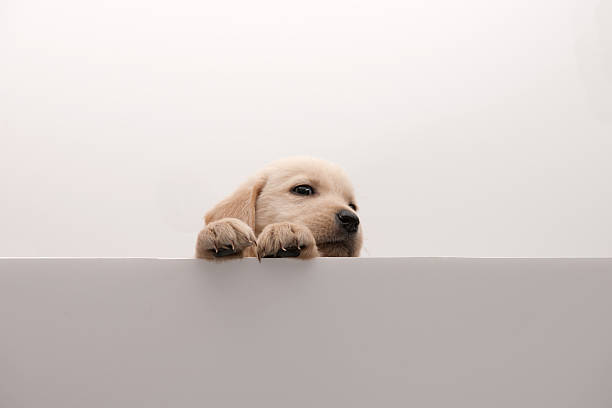 istock dog above banner 187771377