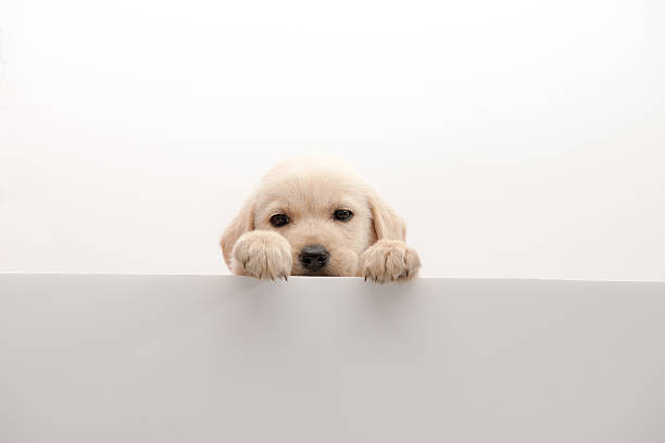 istock dog above banner 187771385