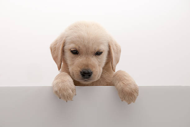 istock dog above banner 187771388