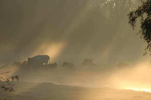 Cows in a misty meadow with the rising sun