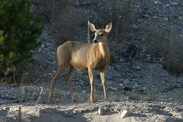 istock Mule deer doe in late afternoon. 187772250