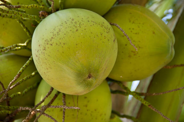 istock Green Coconut on tree or Cocos nucifera Linn 187772464