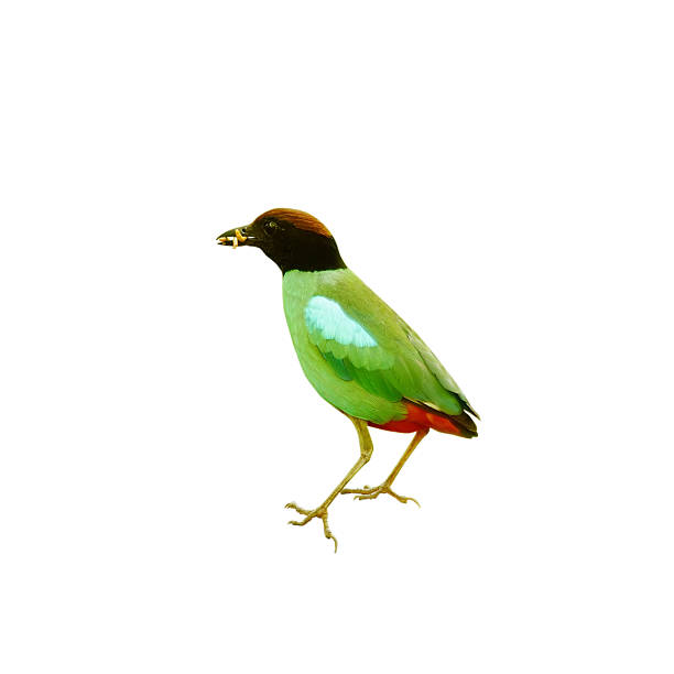 istock Green Bird, Hooded Pitta (Pitta sordida) 187773140