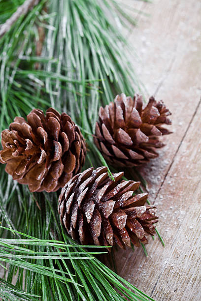 istock christmas fir tree with pinecones 187773400
