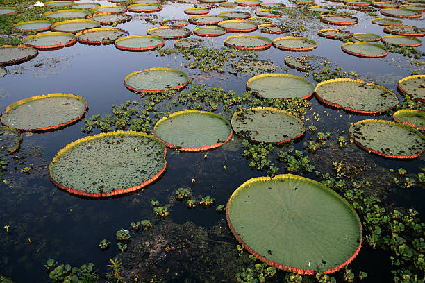 istock Giant Amazon water lily, Victoria amazonica 187773649