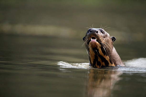 istock Giant-river otter,  Pteronura brasiliensis 187773688