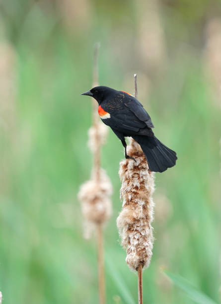 istock red wing blackbird on the reed 1877760486
