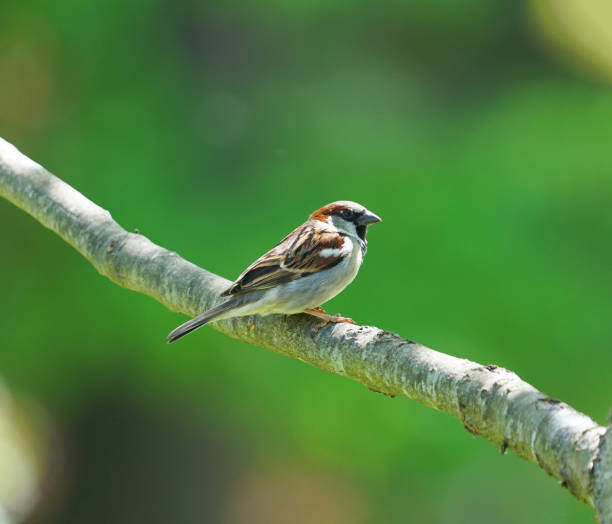 istock bird standing on the tree branch in spring 1877760487