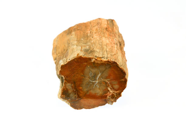 petrified wood sample isolated on white background