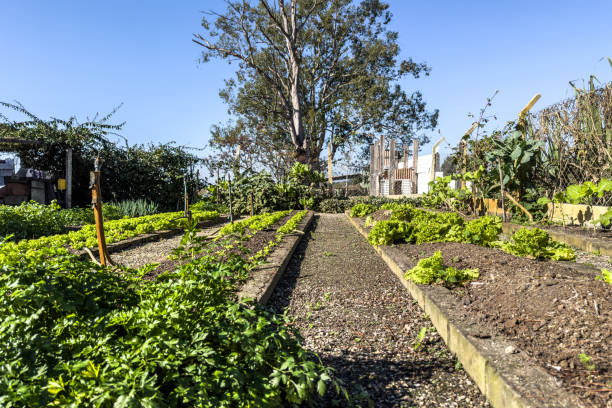 istock Plantation in a organic farm 1877785669