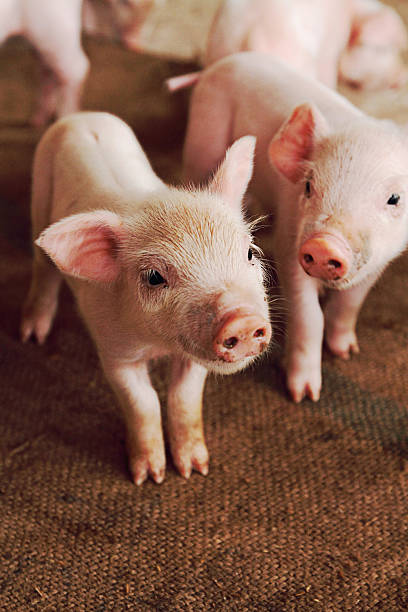 little pig little pig piglet stock pictures, royalty-free photos & images