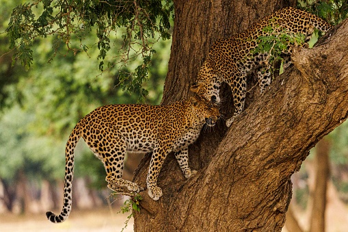 Leopard siblings greet each other