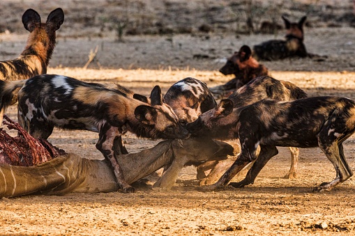 Wild dogs competing over the kudu's carcass