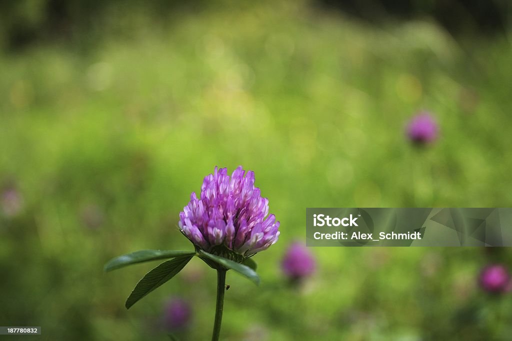 Hellviolett clover flower mit midge - Lizenzfrei Blatt - Pflanzenbestandteile Stock-Foto