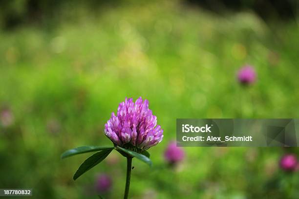 Hellviolett Clover Flower Mit Midge Stockfoto und mehr Bilder von Blatt - Pflanzenbestandteile - Blatt - Pflanzenbestandteile, Blume, Einzelner Gegenstand
