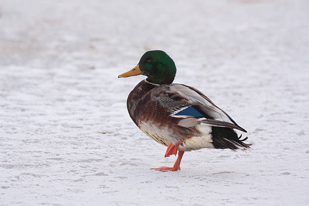 istock Wild duck on the ice 187781770