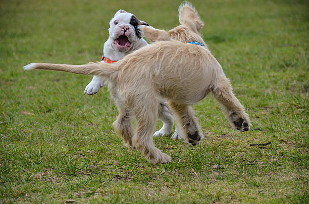 istock two puppies playing with each other 187781856