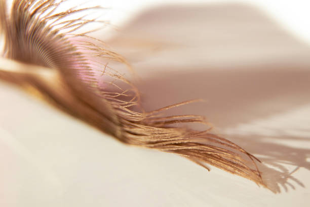 istock Peacock feather macro photo for background, one peacock feather 1877825530
