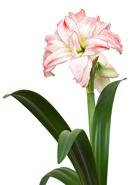 istock Hippeastrum large flowering Double Record 187782593