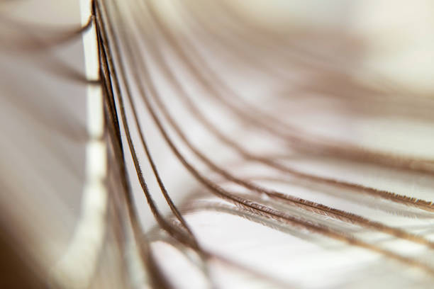 istock Peacock feather macro photo for background, one peacock feather 1877826577