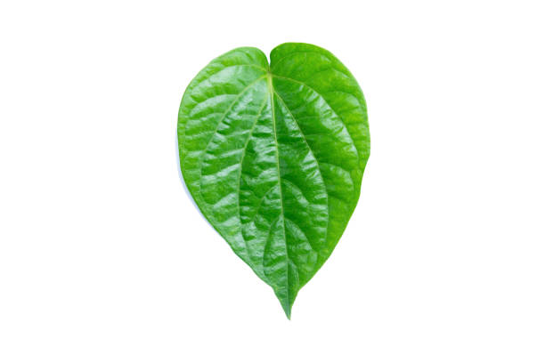 istock Betel leaf isolated on white background with clipping path 1877827895
