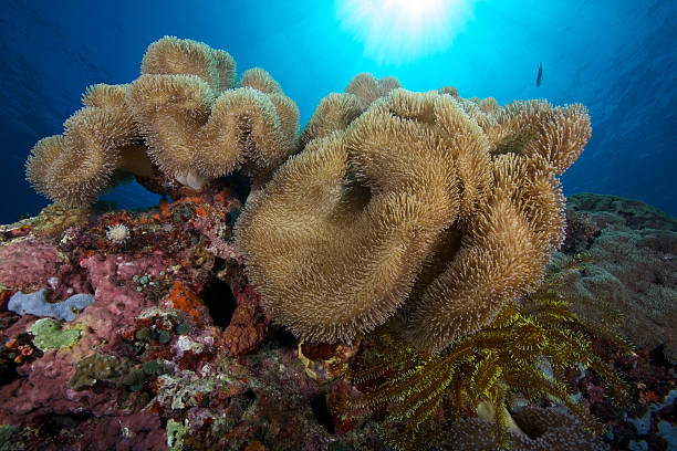 coral reefscape - apo island fotografías e imágenes de stock