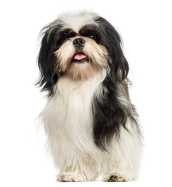 istock Shi tzu panting, sitting, isolated on white 187783078