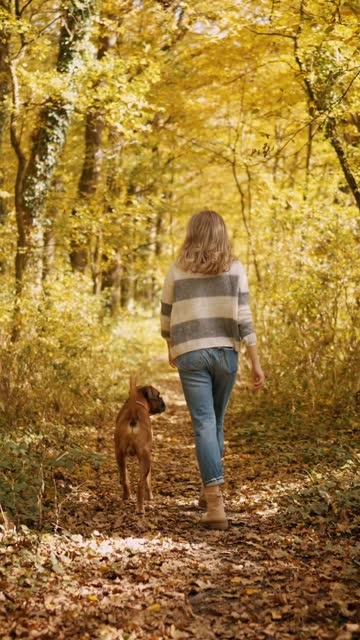 SLO MO Rear View of Young Woman Walking with Boxer Dog amidst Trees in Forest during Autumn