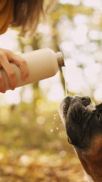 SLO MO Young Woman Giving Water to Thirsty Boxer Dog from Bottle in Autumn Forest