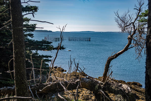 vista do penhasco do açude de pesca - grand manan island - fotografias e filmes do acervo