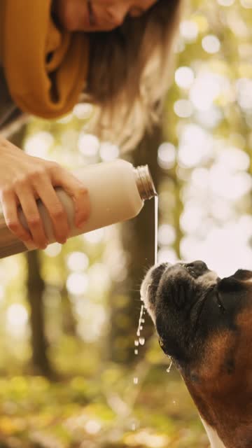 SLO MO Young Woman Feeding Water to Thirsty Boxer Dog from Bottle during Hiking in Autumn Forest