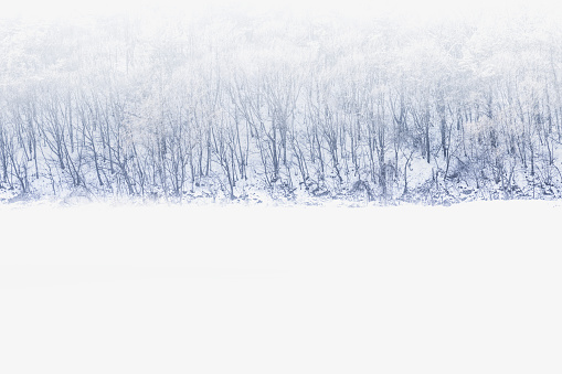 Beautiful winter landscape with snow covered trees. Snow covered trees