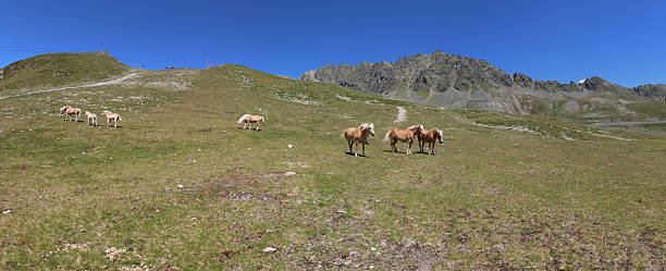 cavalos no prado perto de alpine lakes schwarzmoos, kuehtai, tirol, áustria - horse herd togetherness connection imagens e fotografias de stock