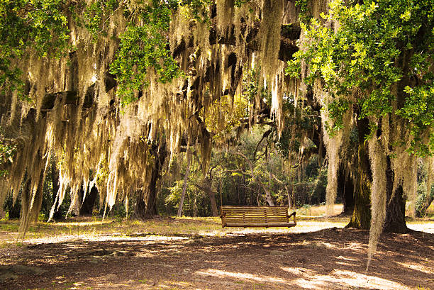 Lush Lowcountry afternoon