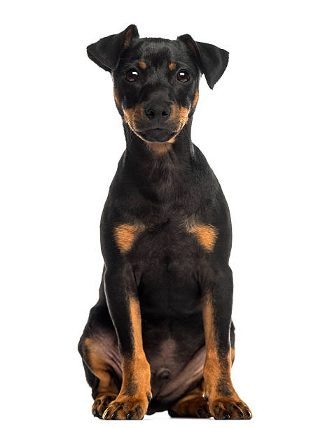 istock Pinscher sitting, looking at the camera, isolated on white 187784565
