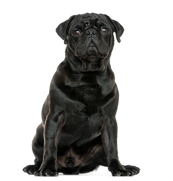 istock Front view of a Pug sitting, isolated on white 187784596