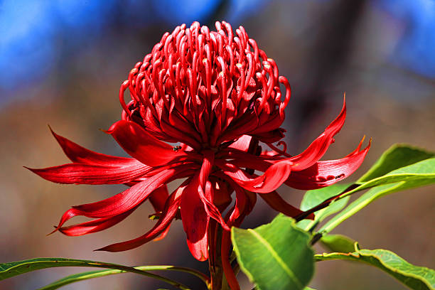 Australian Waratah Waratah blooms in bushland under the spring sunshine  in NSW, Australia telopea stock pictures, royalty-free photos & images