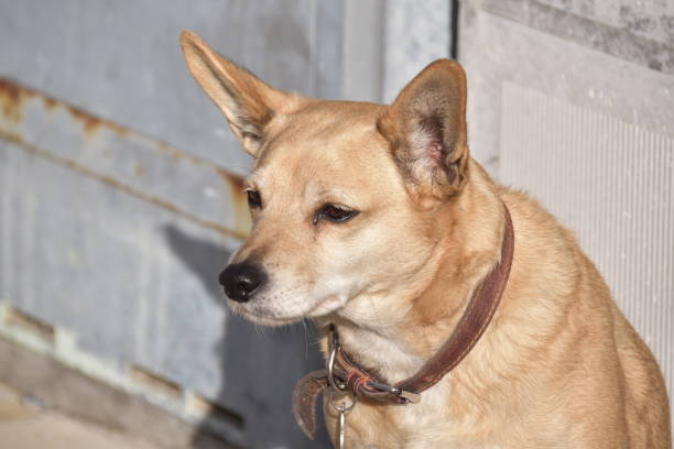 istock Sweet little dog 1877848316